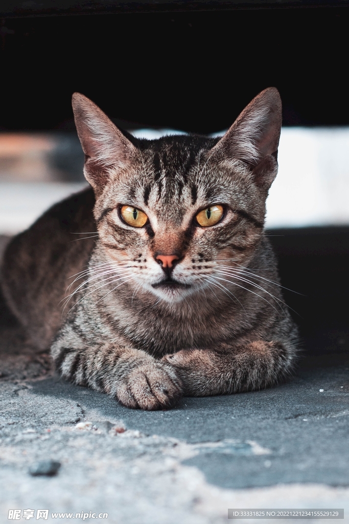 猫
