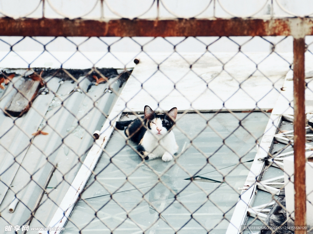 猫