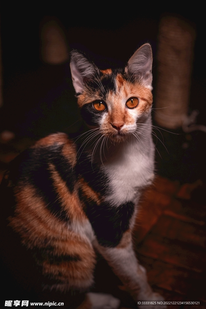 猫