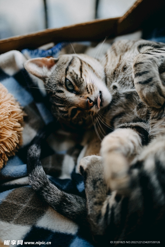 猫
