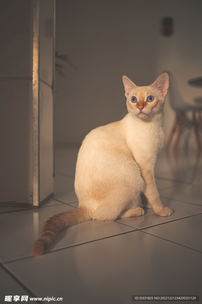 猫