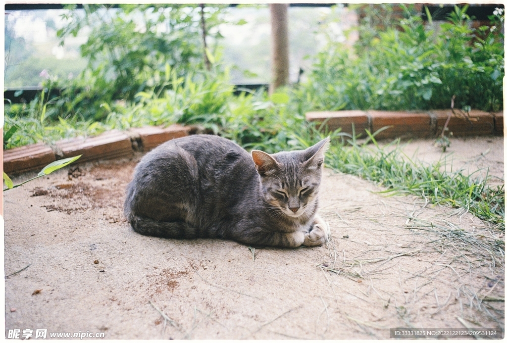 猫