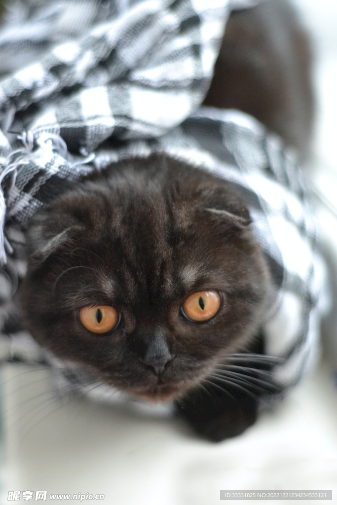 猫