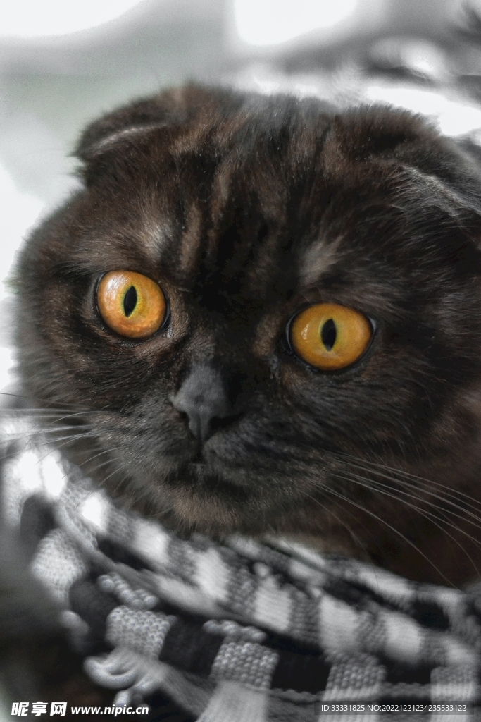 猫
