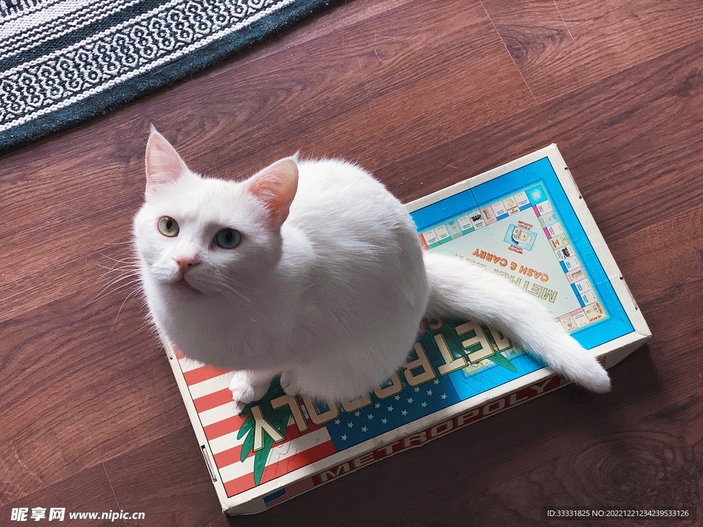 猫