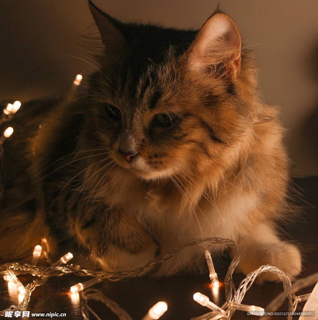 猫
