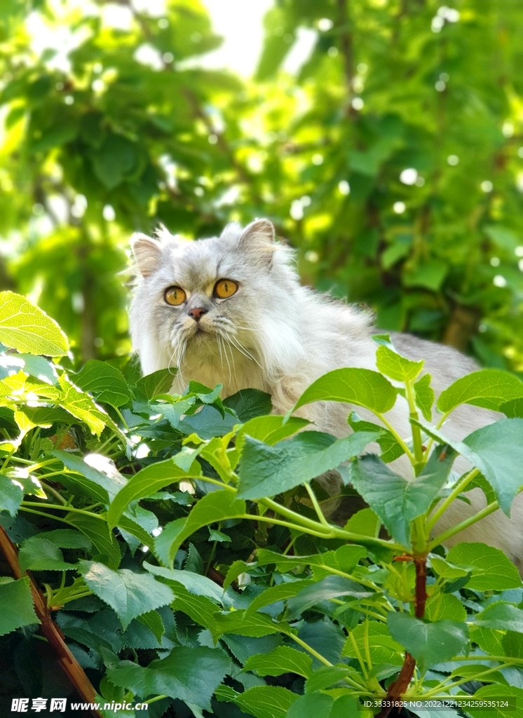 猫