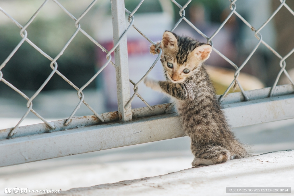 猫