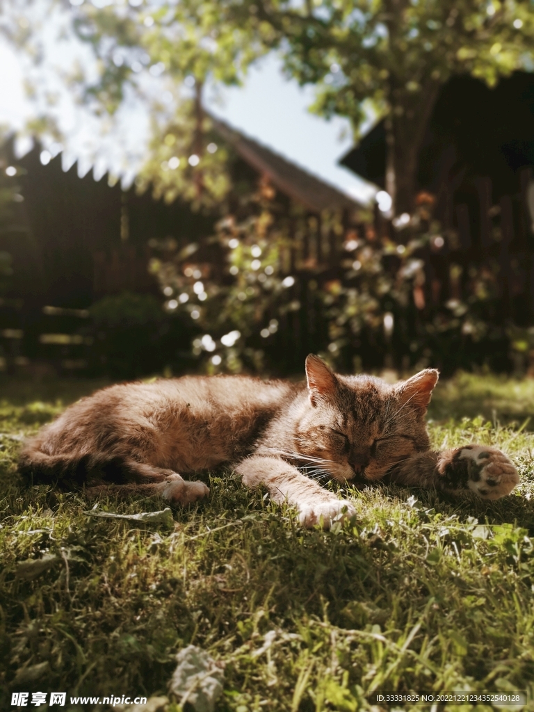 猫