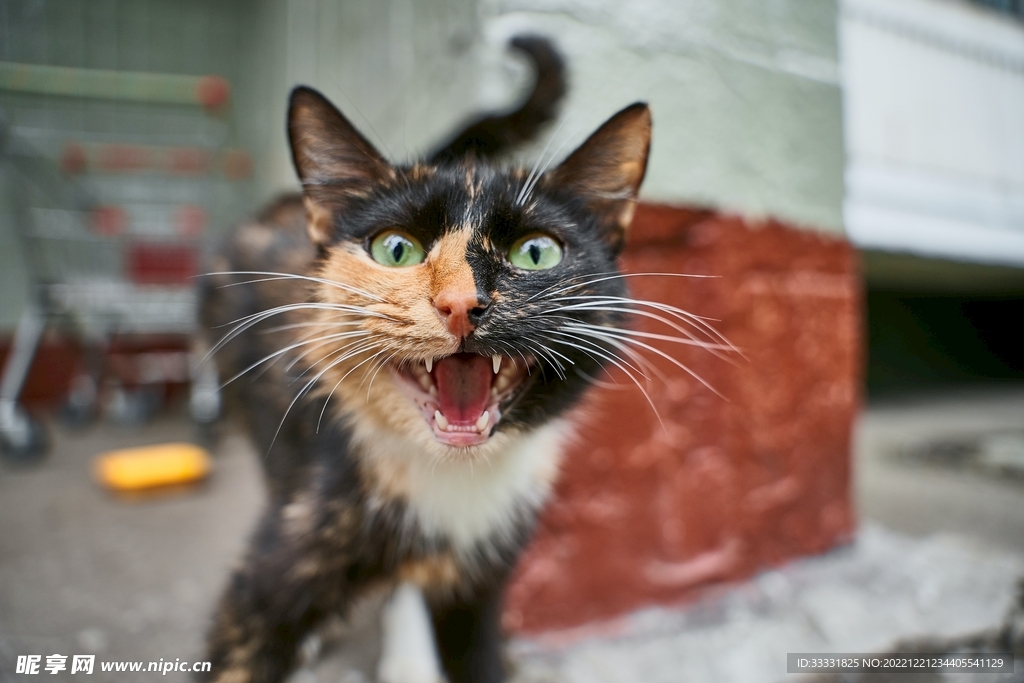 猫