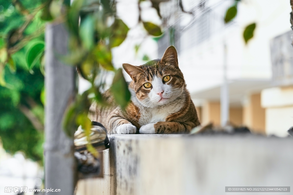 猫