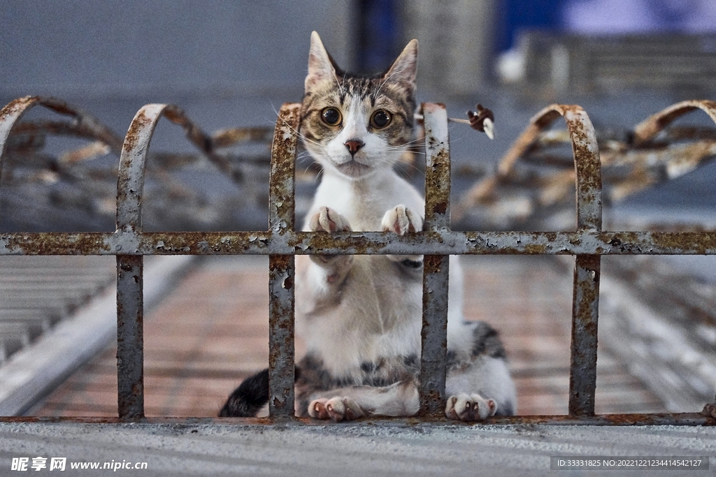 猫