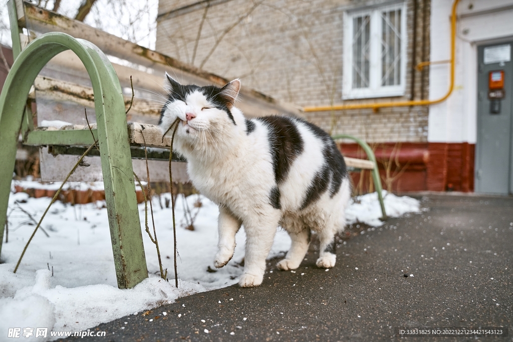 猫