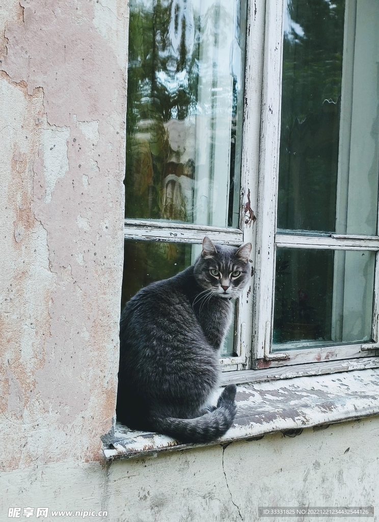 猫