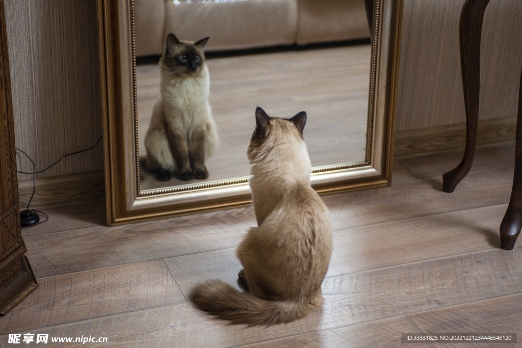 猫