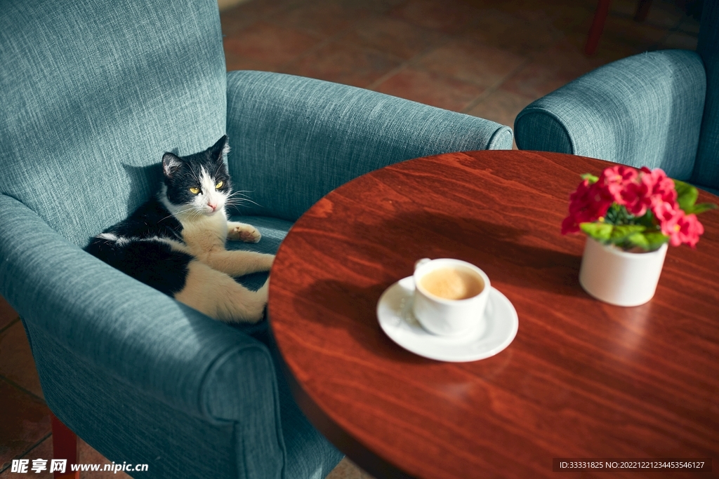 猫