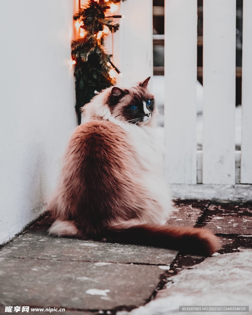 猫