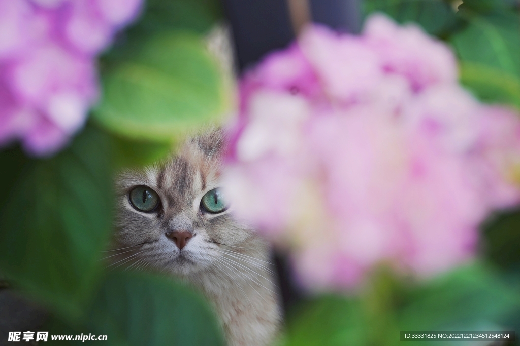 猫