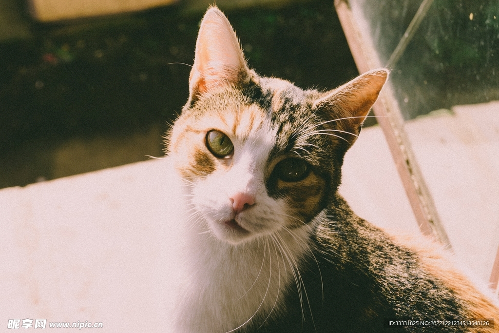 猫