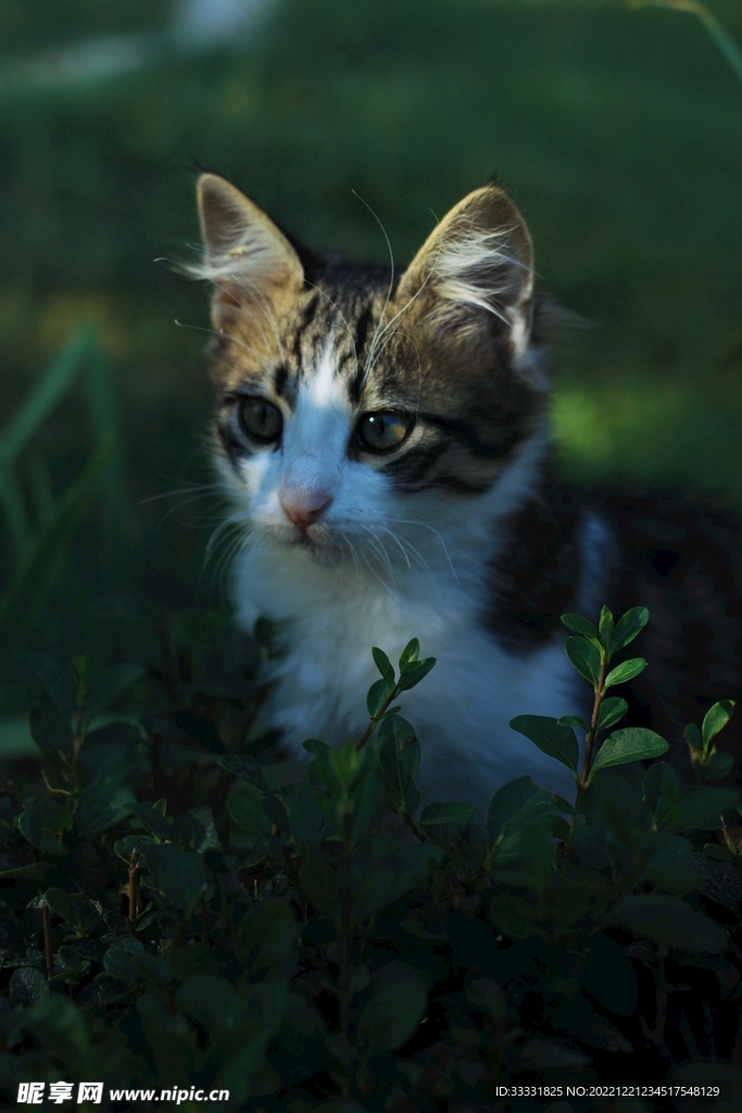 猫