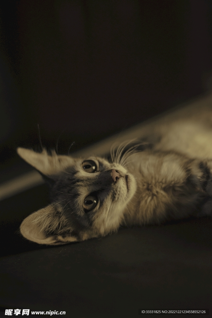 猫