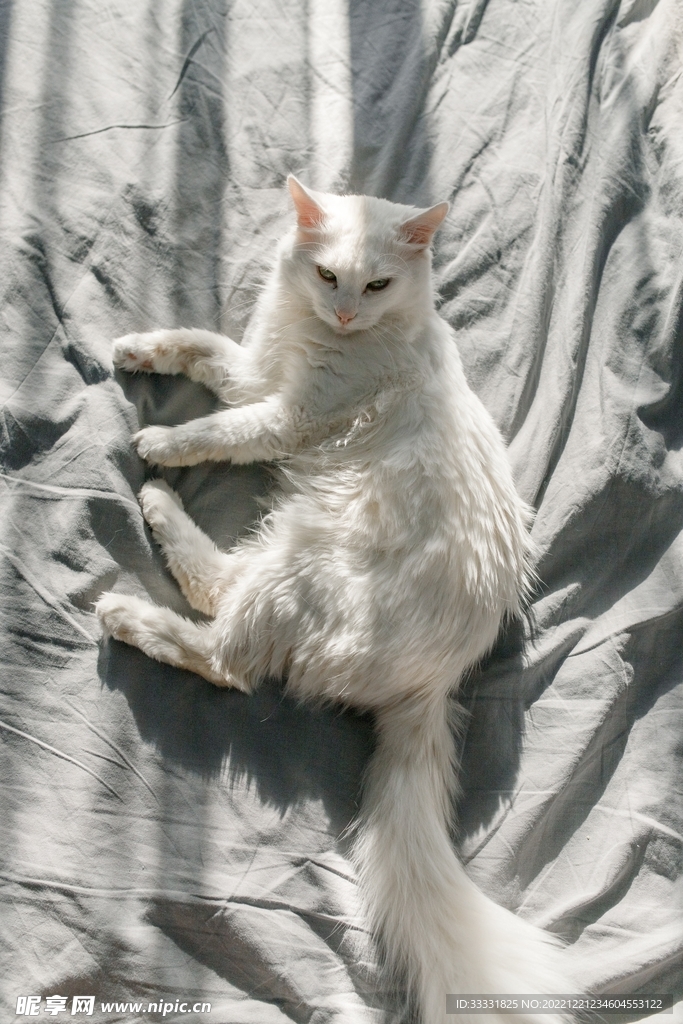 猫