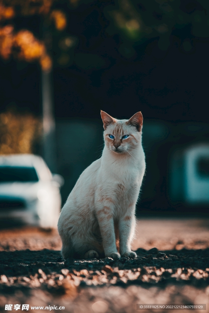 猫