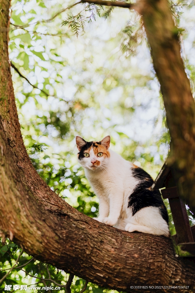 猫