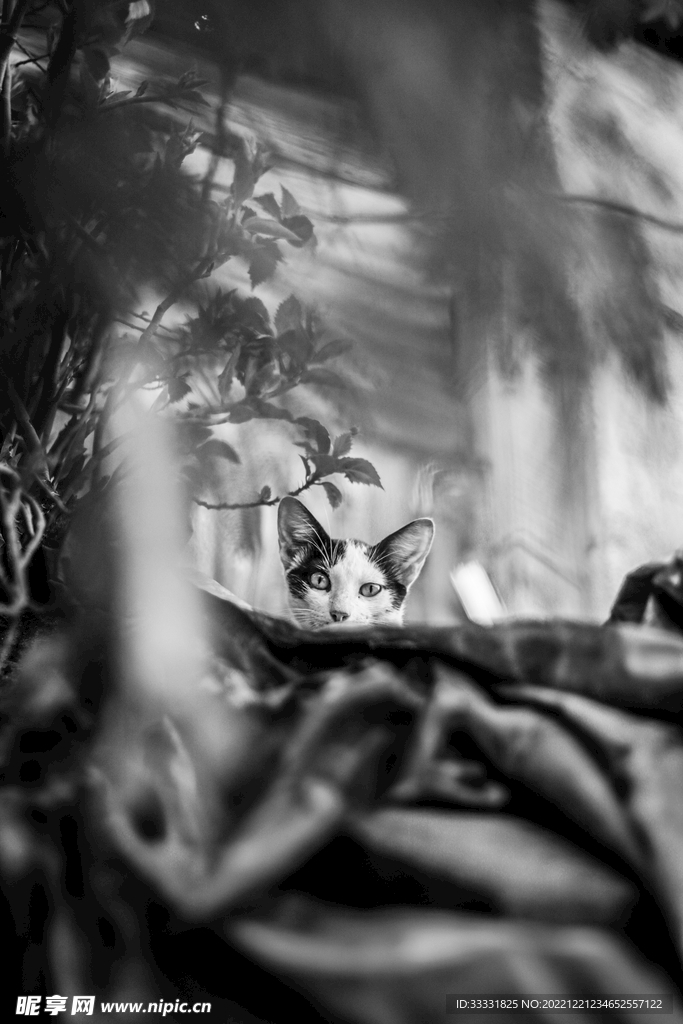 猫