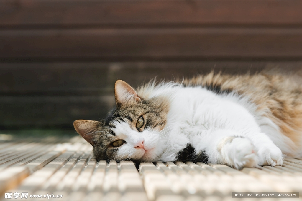 猫