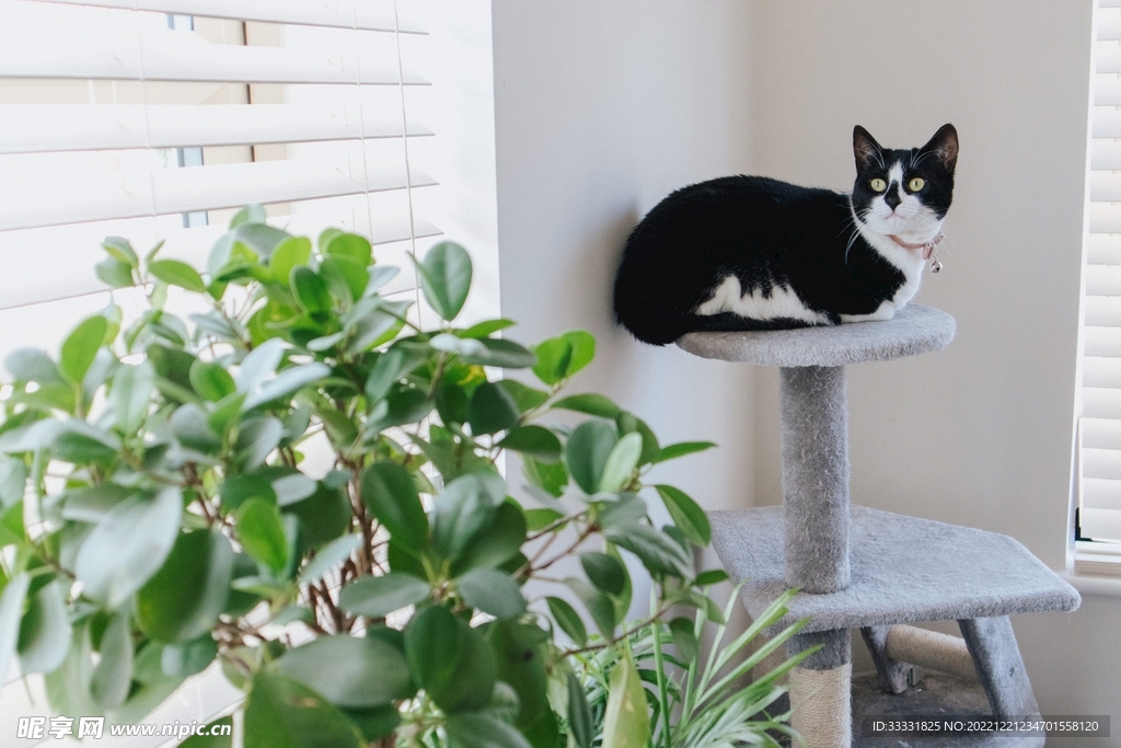 猫