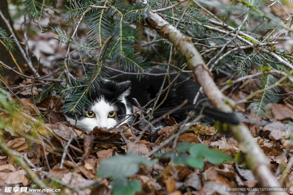 猫