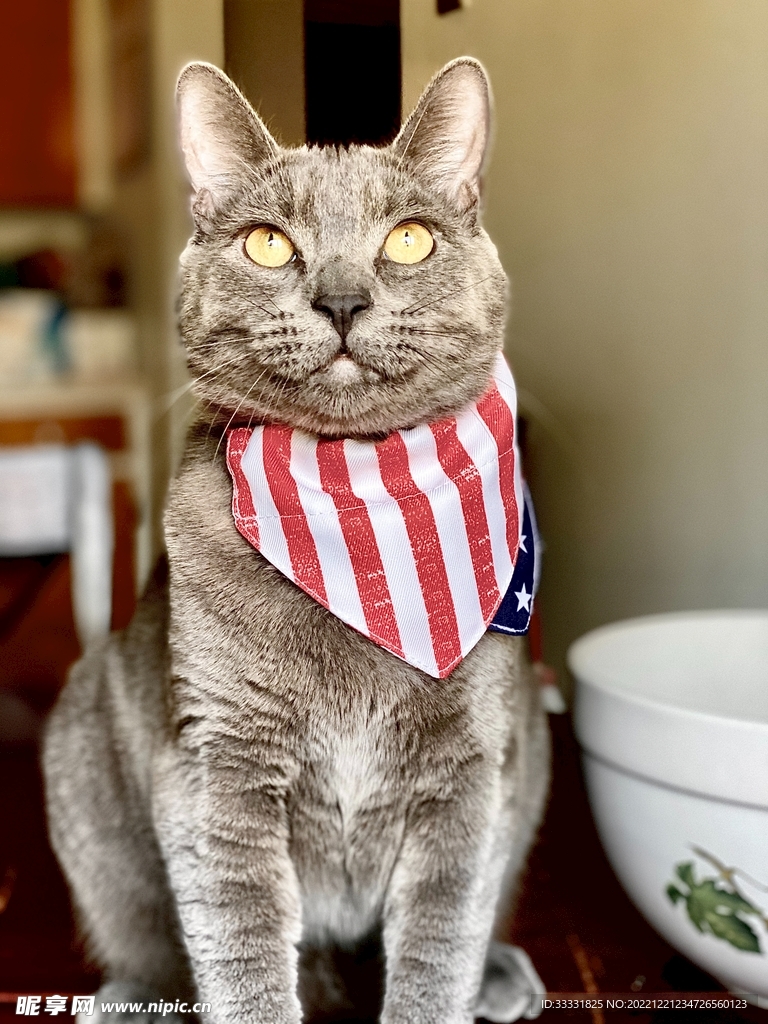 猫