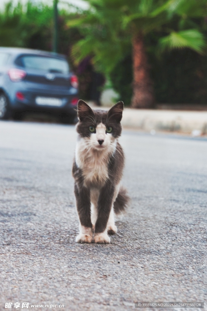 猫