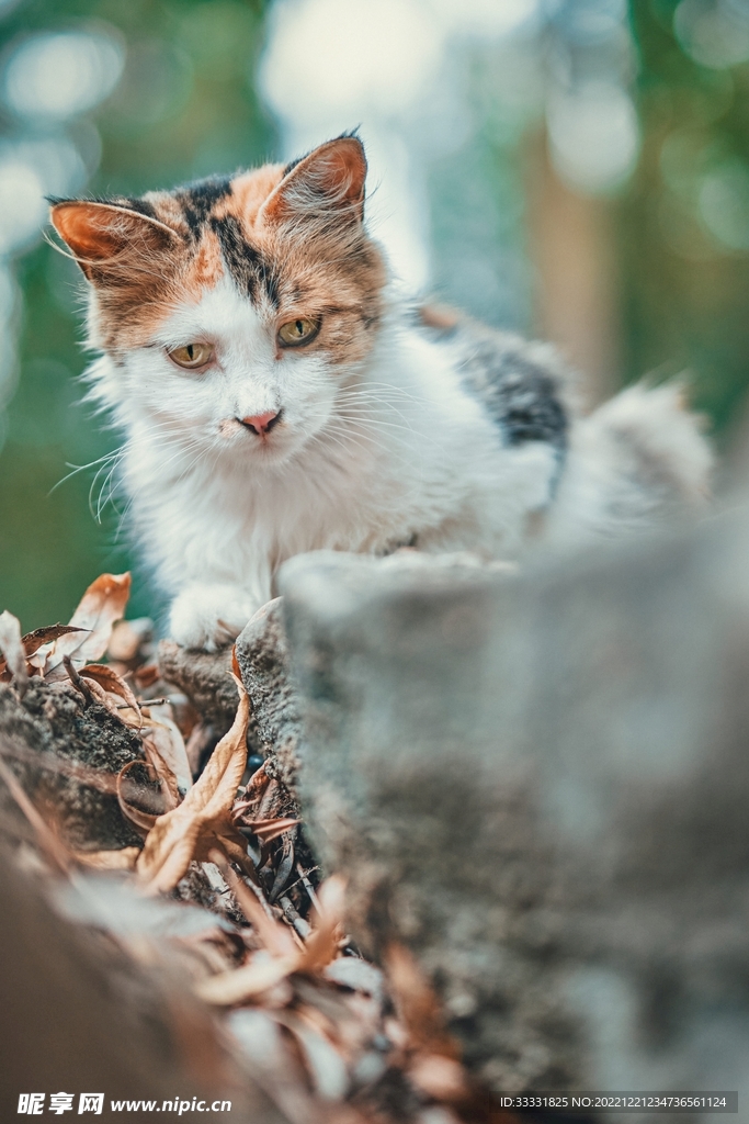 猫