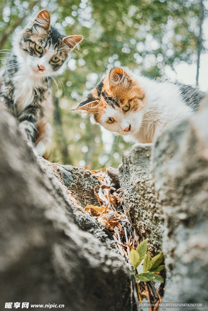 猫