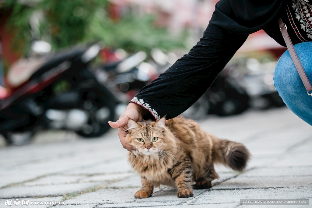 猫