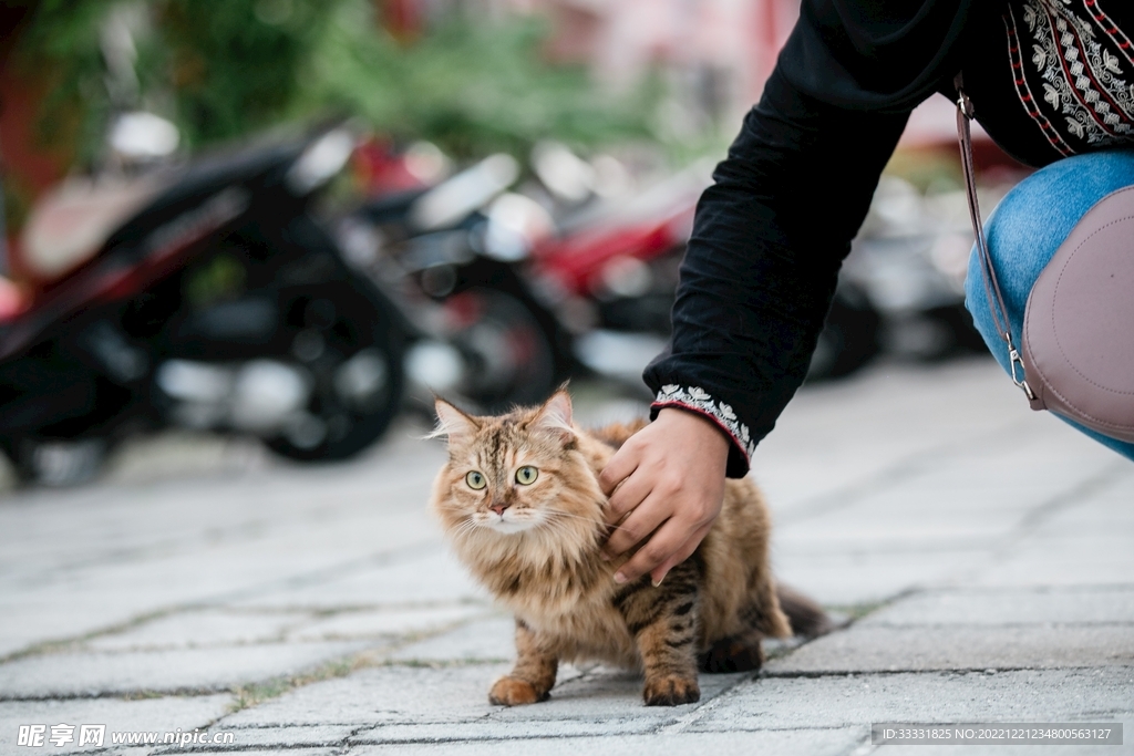 猫