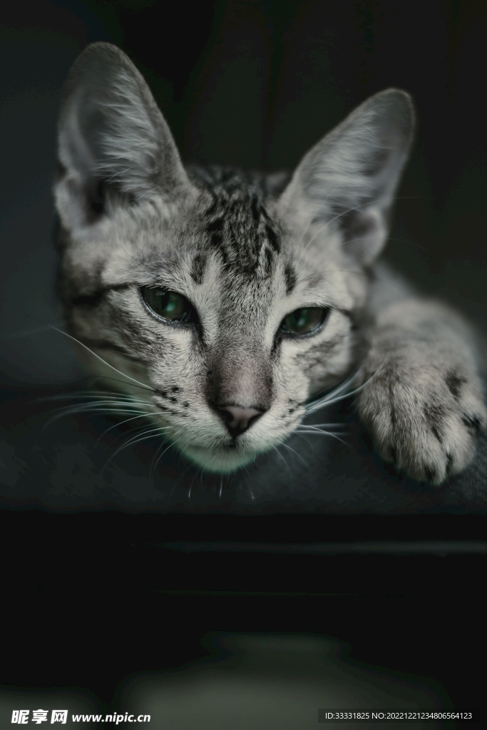 猫