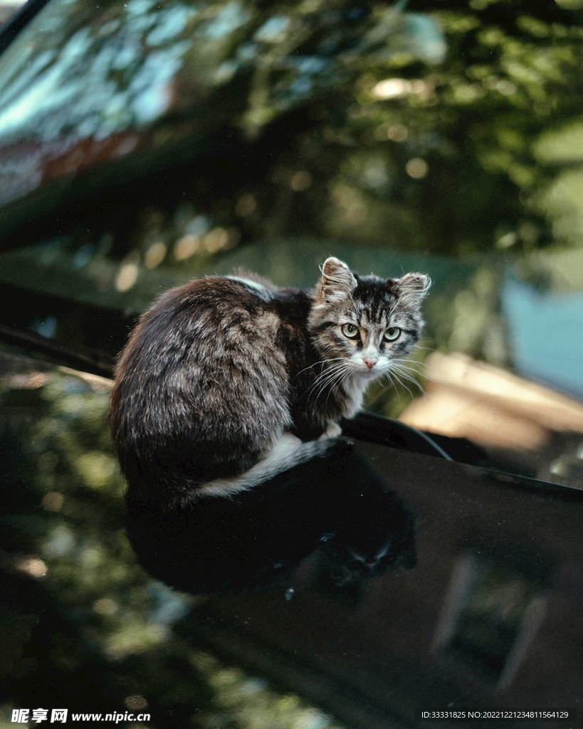 猫