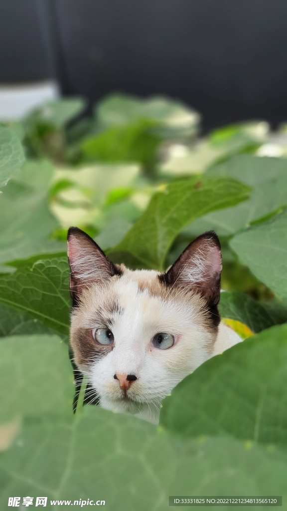 猫