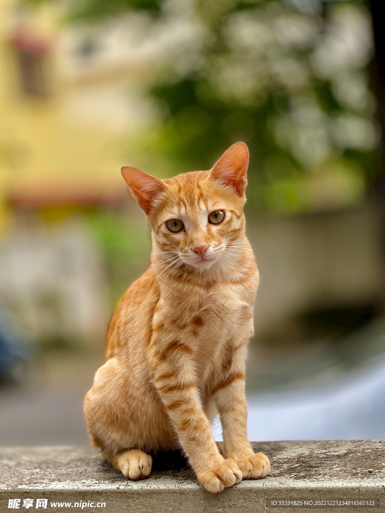猫