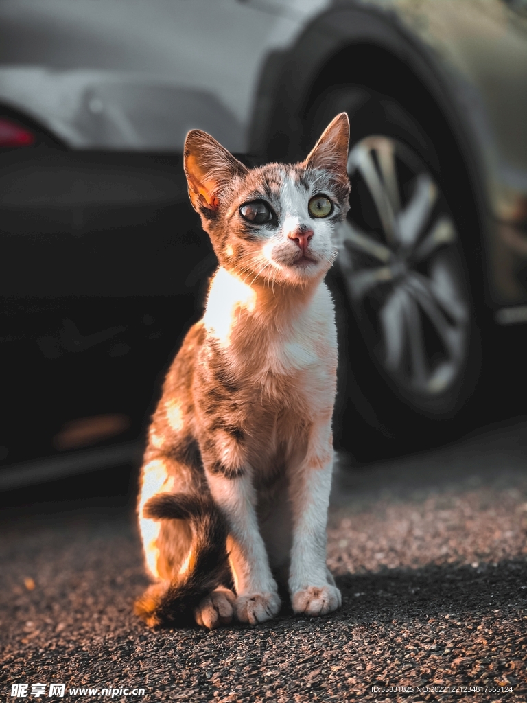猫