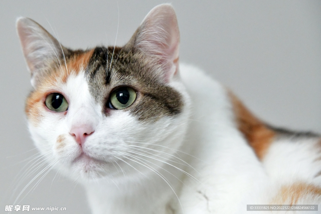 猫