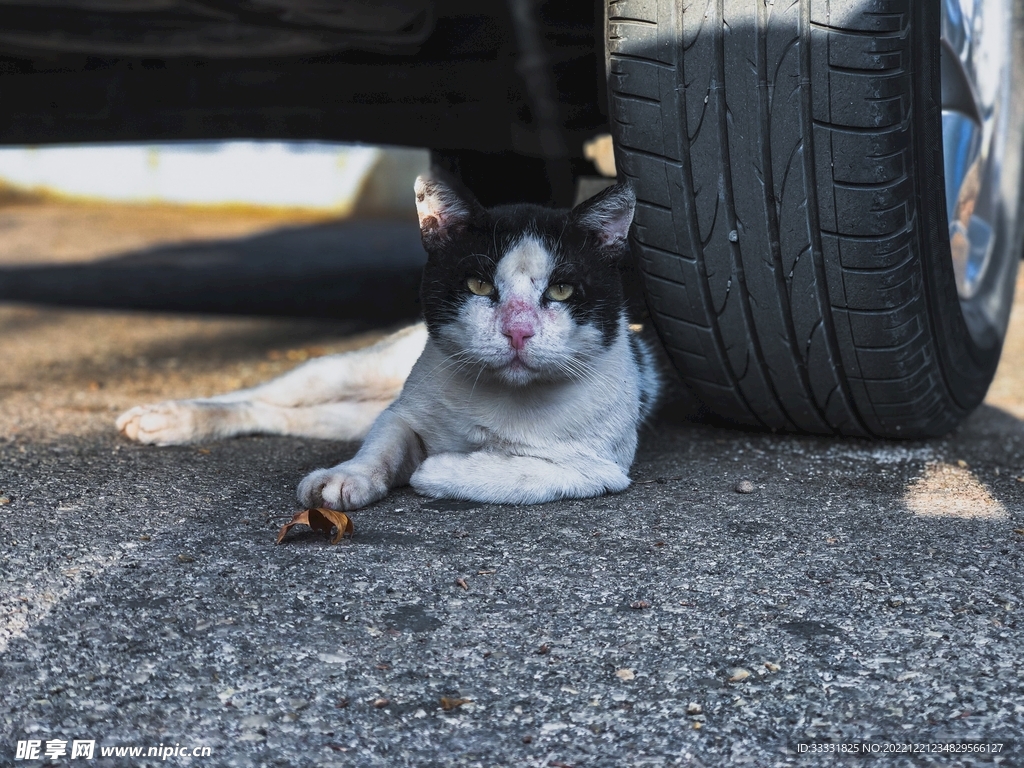 猫