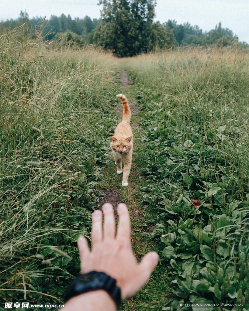 猫