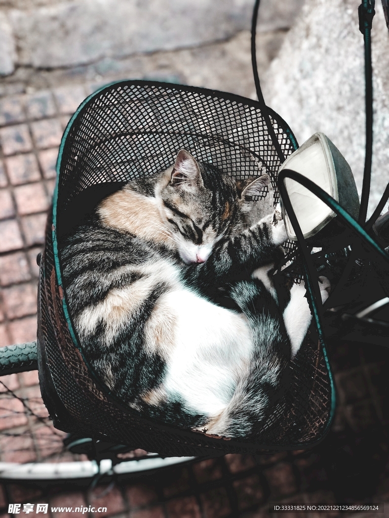 猫