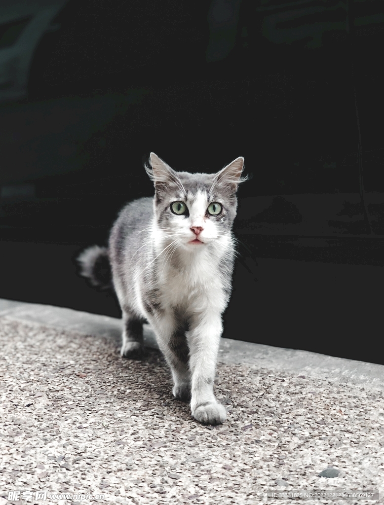 猫