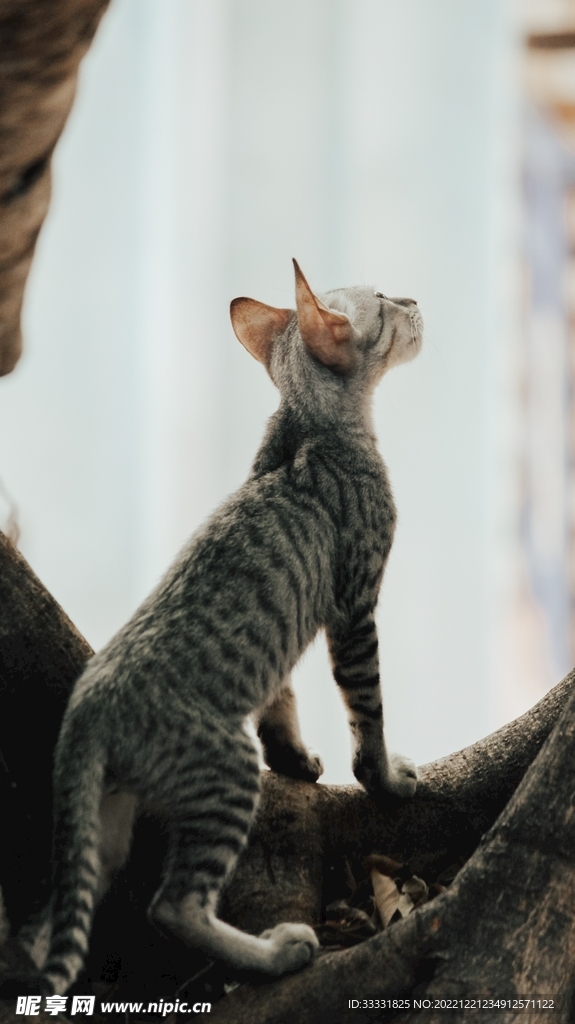 猫