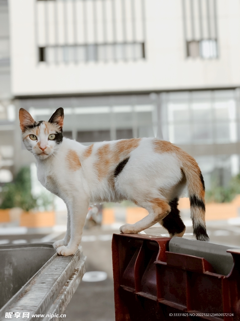 猫
